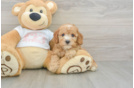 Popular Cavapoo Poodle Mix Pup