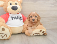 8 week old Cavapoo Puppy For Sale - Pilesgrove Pups