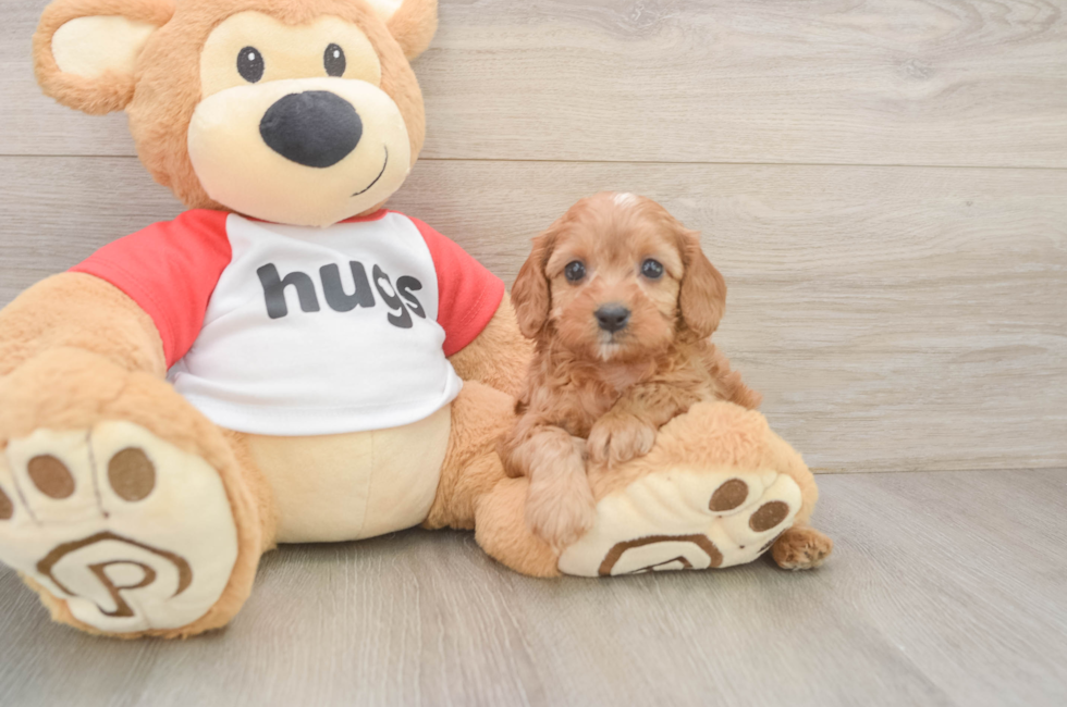 5 week old Cavapoo Puppy For Sale - Pilesgrove Pups