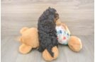 Little Cavipoo Poodle Mix Puppy