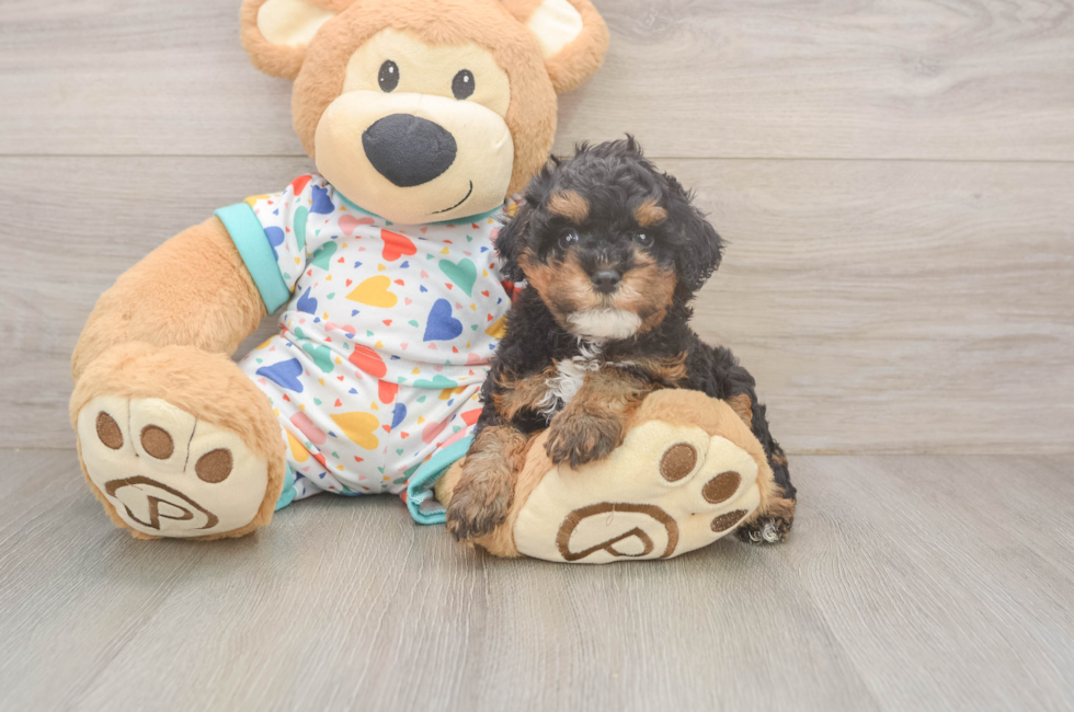5 week old Cavapoo Puppy For Sale - Pilesgrove Pups
