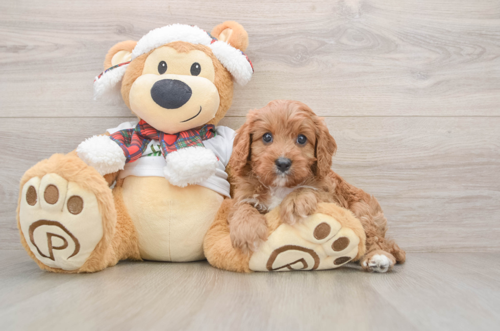 5 week old Cavapoo Puppy For Sale - Pilesgrove Pups