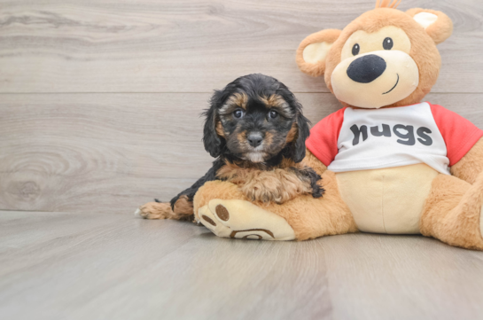 Cavapoo Pup Being Cute