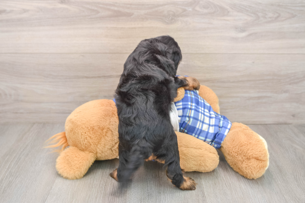 Funny Cavapoo Poodle Mix Pup