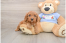 Best Cavapoo Baby
