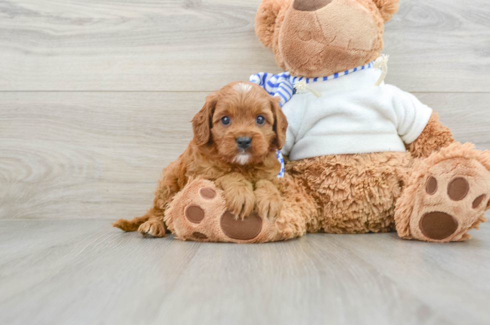 7 week old Cavapoo Puppy For Sale - Pilesgrove Pups