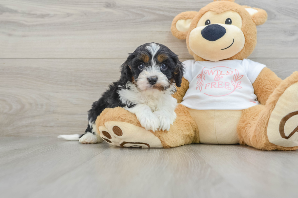 6 week old Cavapoo Puppy For Sale - Pilesgrove Pups