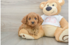 Playful Cavapoodle Poodle Mix Puppy