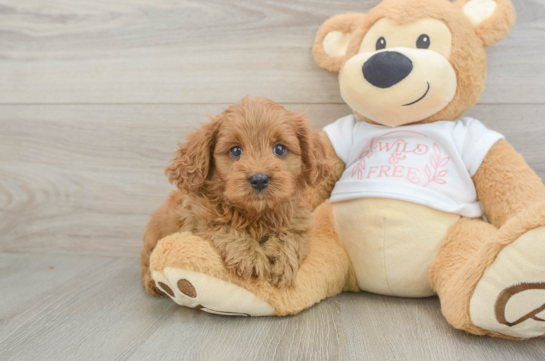 Playful Cavapoodle Poodle Mix Puppy