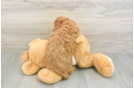 Best Cavapoo Baby