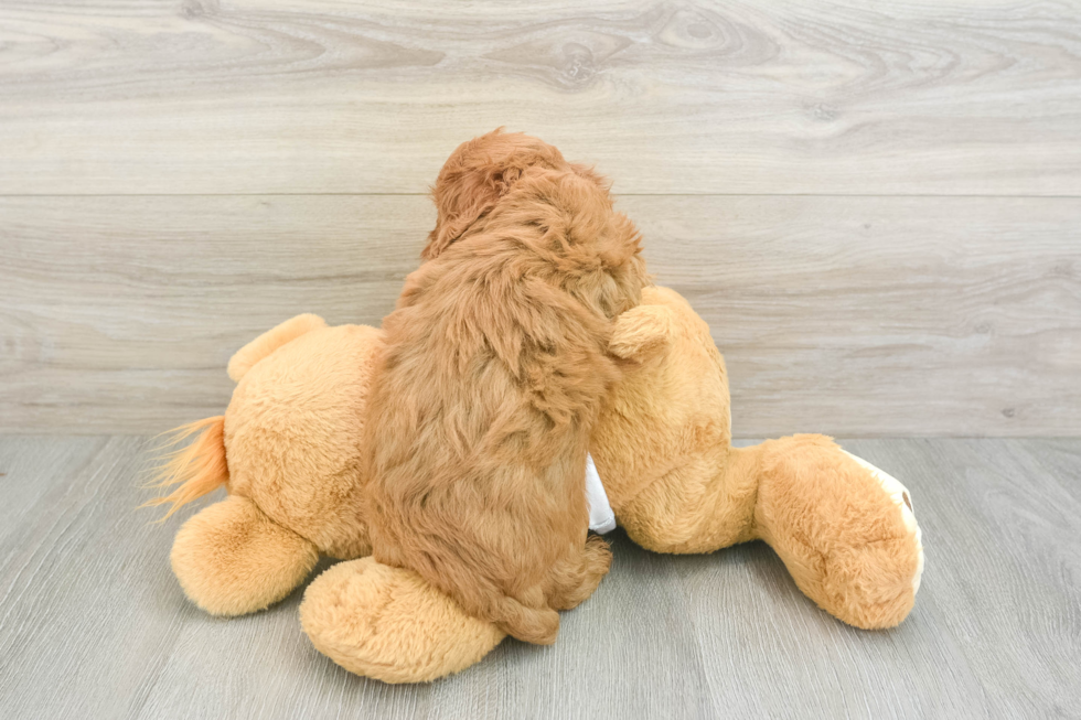 Best Cavapoo Baby