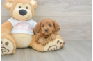 Best Cavapoo Baby
