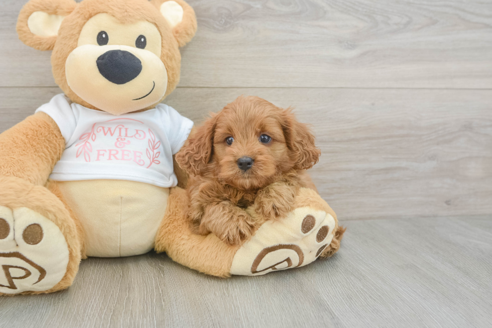 Best Cavapoo Baby