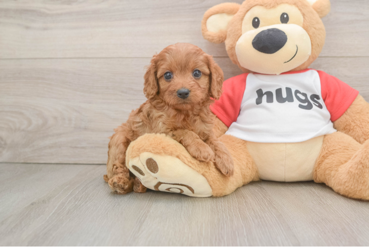 Best Cavapoo Baby