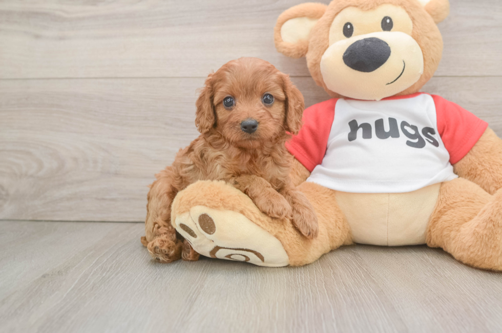5 week old Cavapoo Puppy For Sale - Pilesgrove Pups