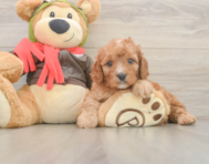 8 week old Cavapoo Puppy For Sale - Pilesgrove Pups