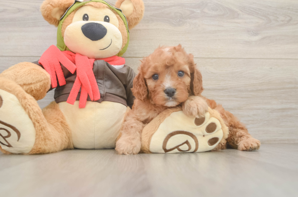 5 week old Cavapoo Puppy For Sale - Pilesgrove Pups