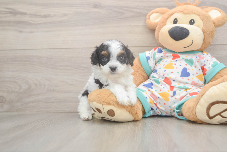 Cavapoo Puppy for Adoption