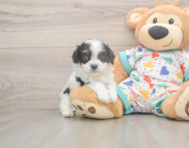 7 week old Cavapoo Puppy For Sale - Pilesgrove Pups