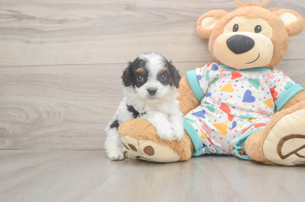 5 week old Cavapoo Puppy For Sale - Pilesgrove Pups