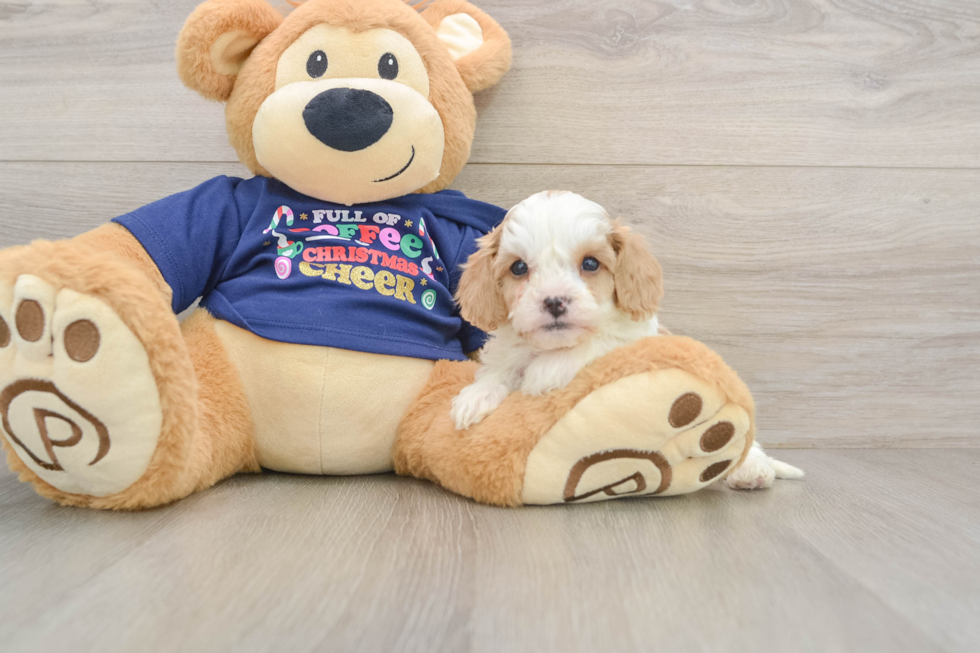 Cavapoo Puppy for Adoption