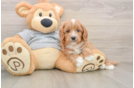Happy Cavapoo Baby