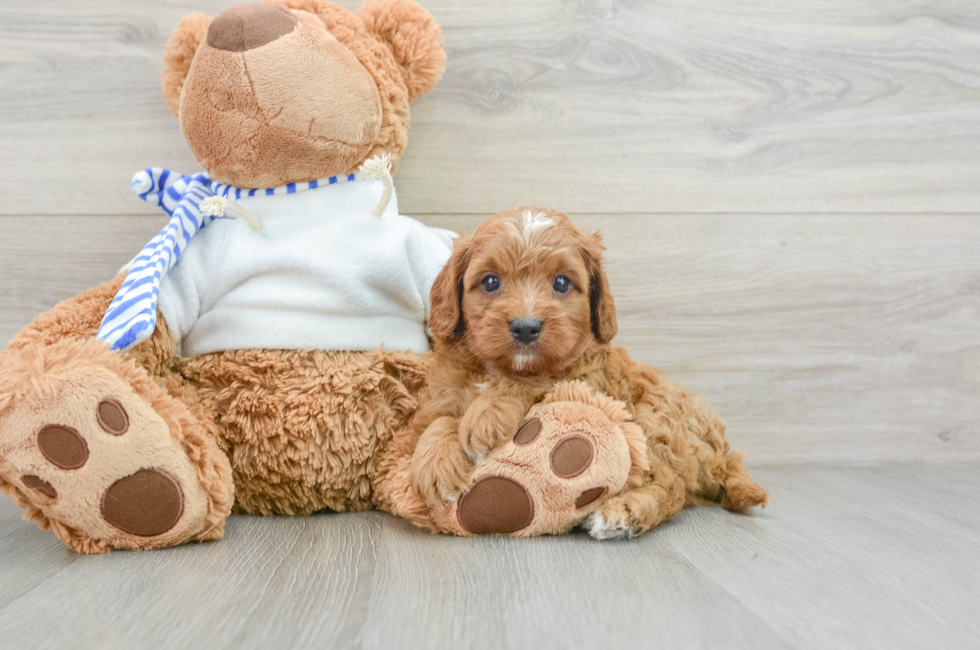 7 week old Cavapoo Puppy For Sale - Pilesgrove Pups