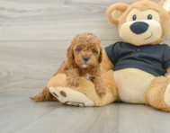 7 week old Cavapoo Puppy For Sale - Pilesgrove Pups