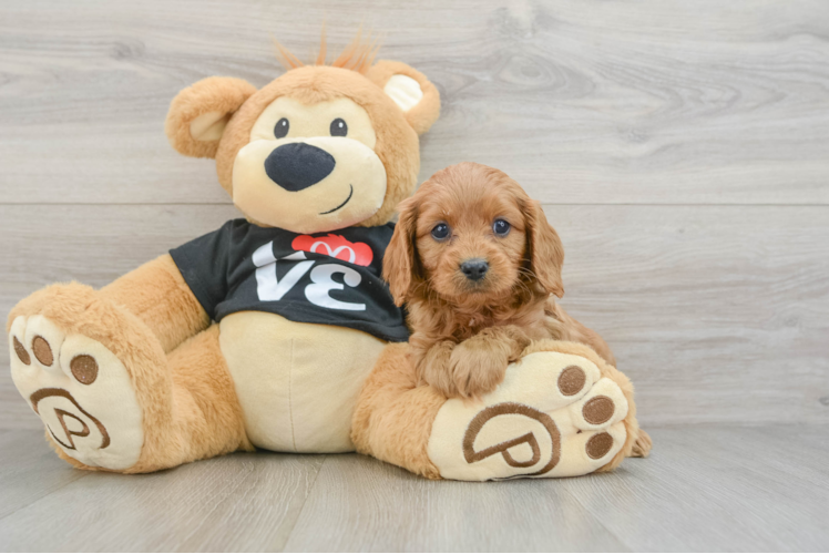 Cavapoo Puppy for Adoption