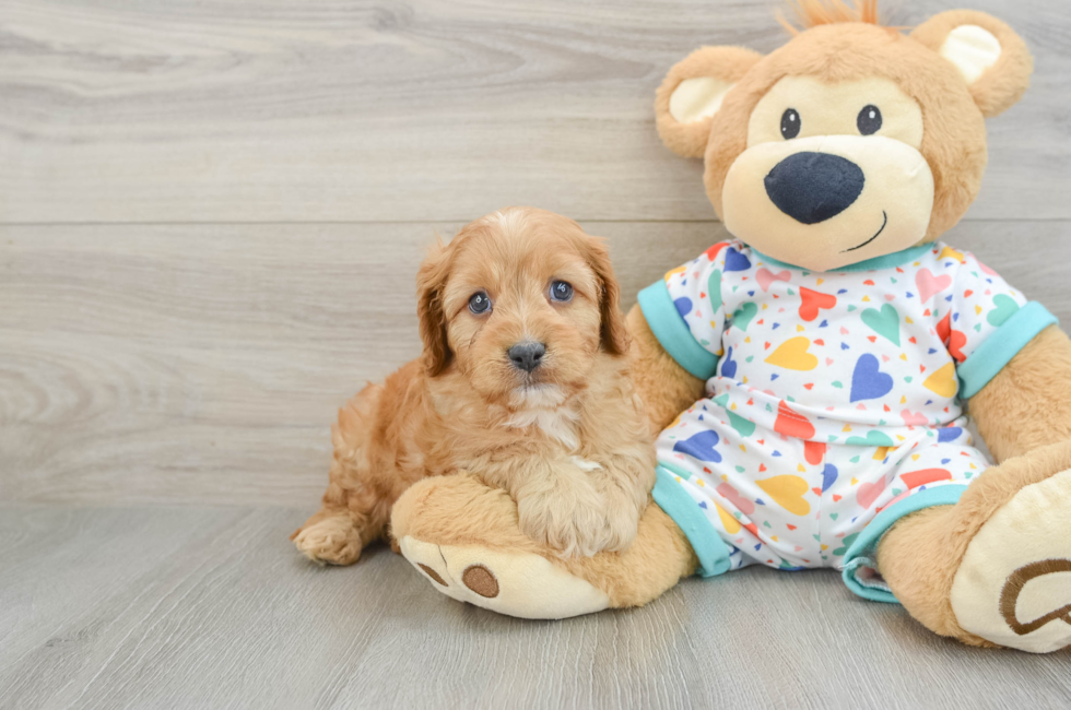 6 week old Cavapoo Puppy For Sale - Pilesgrove Pups