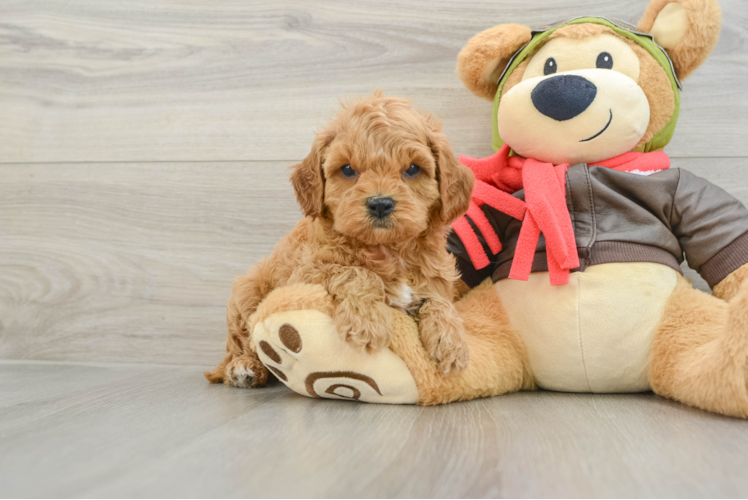 Fluffy Cavapoo Poodle Mix Pup