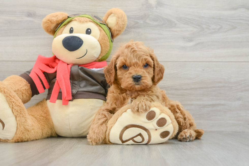 Cavapoo Puppy for Adoption