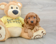 8 week old Cavapoo Puppy For Sale - Pilesgrove Pups