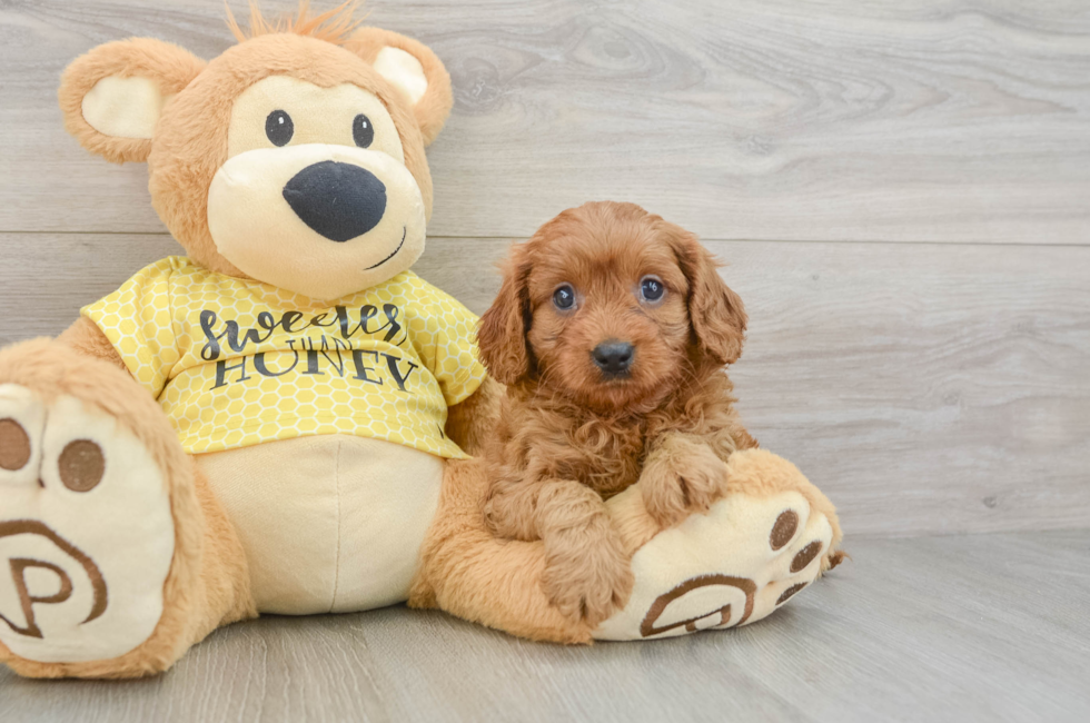 7 week old Cavapoo Puppy For Sale - Pilesgrove Pups