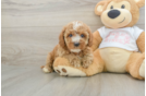 Cavapoo Pup Being Cute