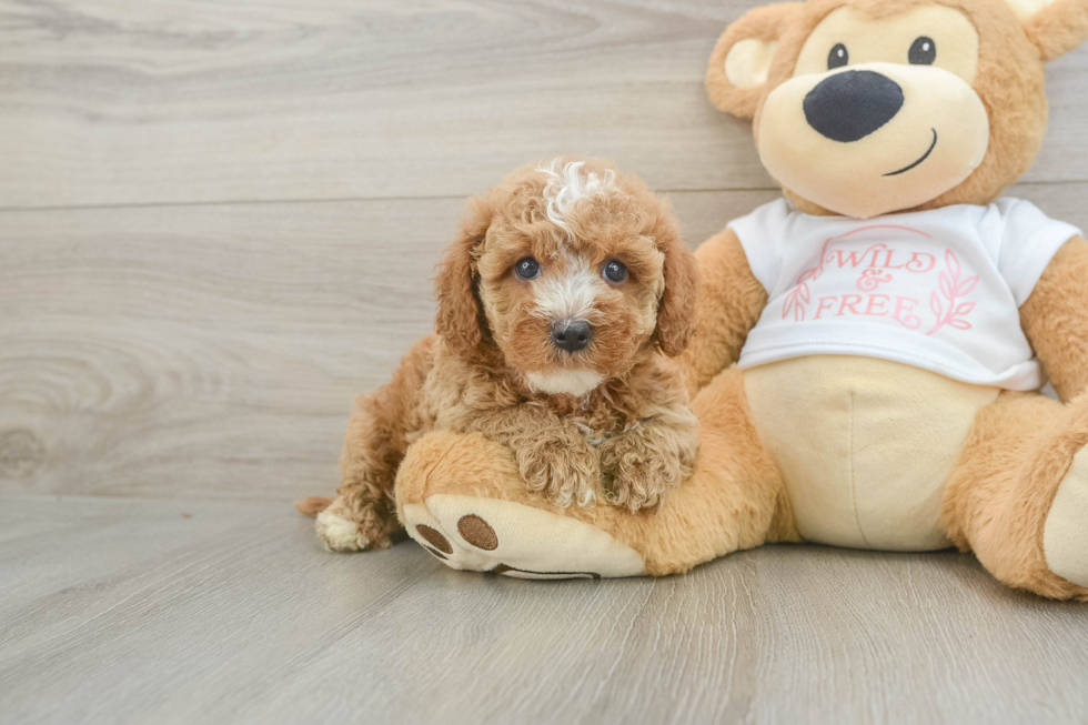 Cavapoo Pup Being Cute