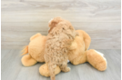 Cavapoo Pup Being Cute