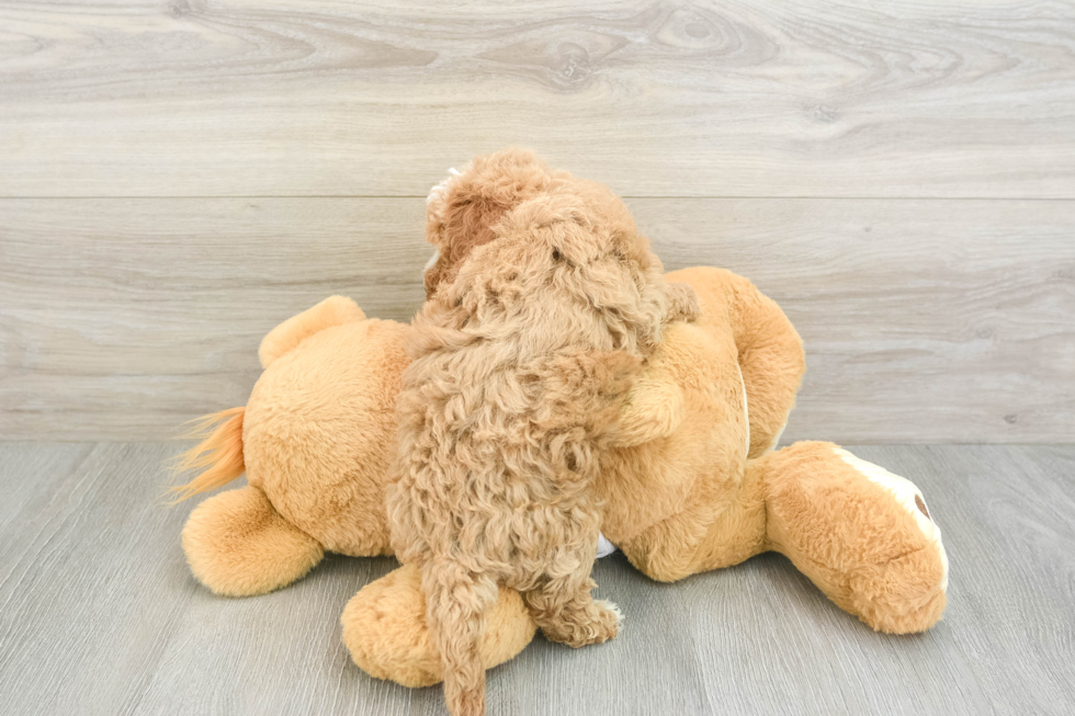 Cavapoo Pup Being Cute