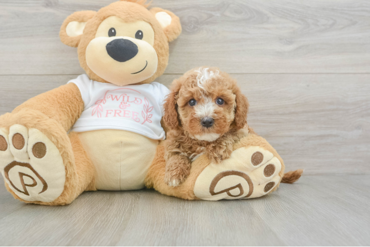 Cavapoo Pup Being Cute
