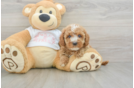 Cavapoo Pup Being Cute