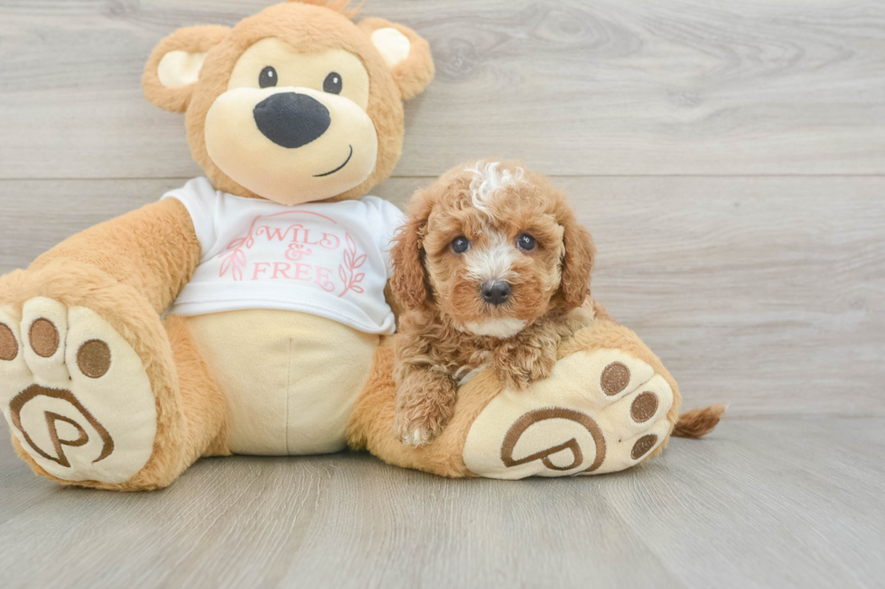 Cavapoo Pup Being Cute