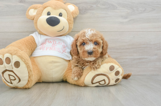 Cavapoo Pup Being Cute