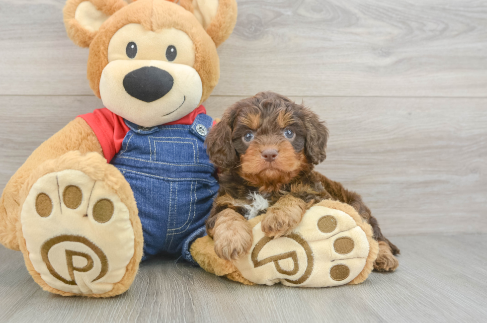 6 week old Cavapoo Puppy For Sale - Pilesgrove Pups