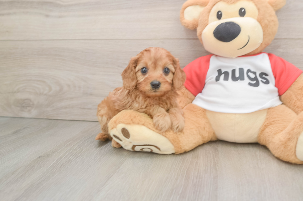 5 week old Cavapoo Puppy For Sale - Pilesgrove Pups