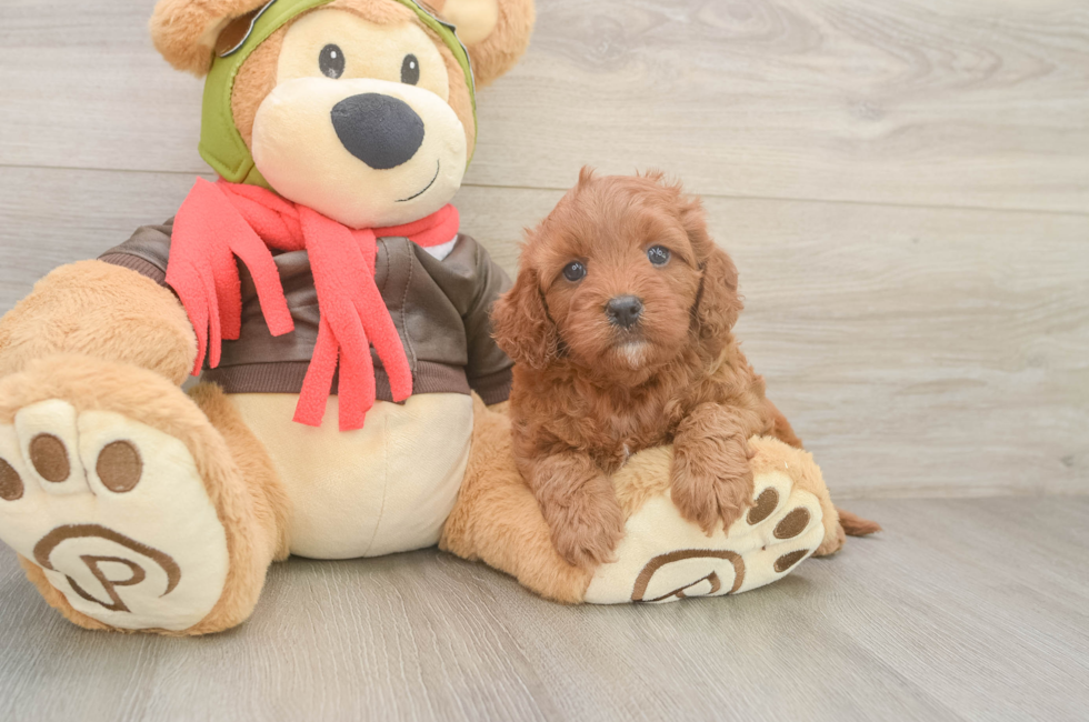 5 week old Cavapoo Puppy For Sale - Pilesgrove Pups