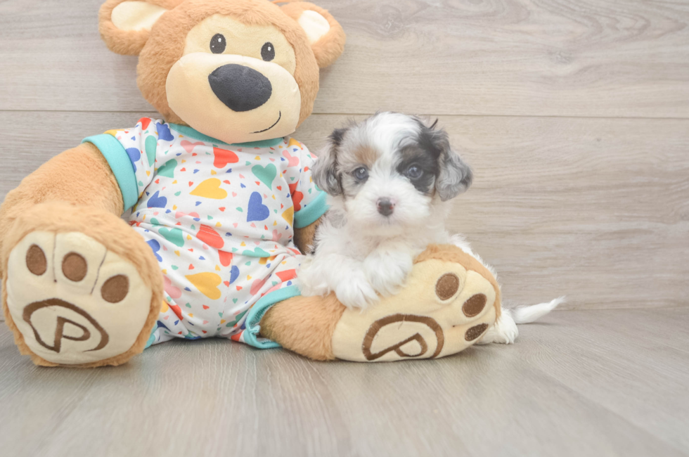 5 week old Cavapoo Puppy For Sale - Pilesgrove Pups
