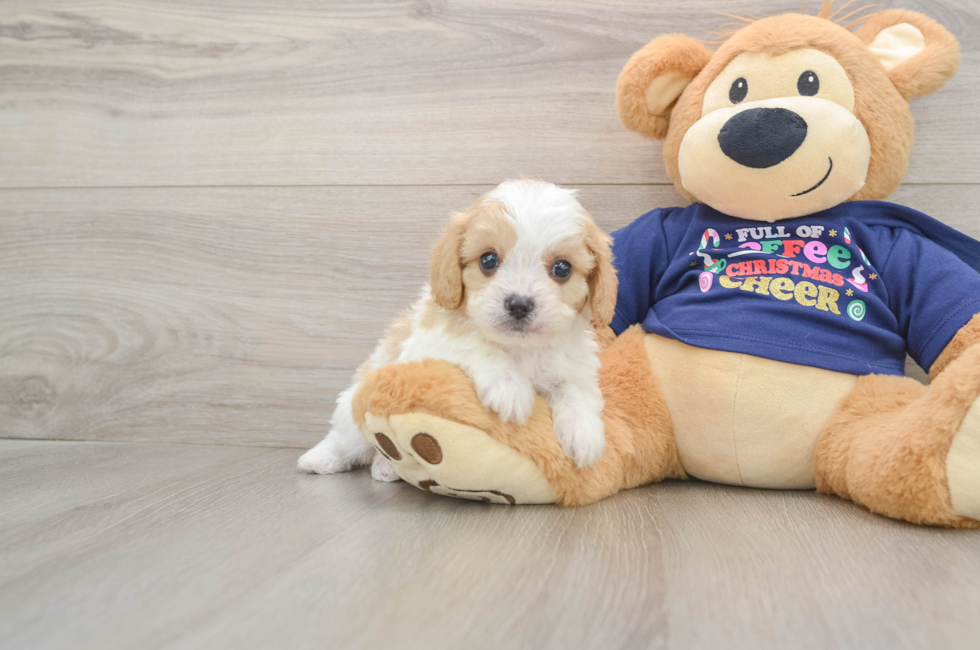 6 week old Cavapoo Puppy For Sale - Pilesgrove Pups