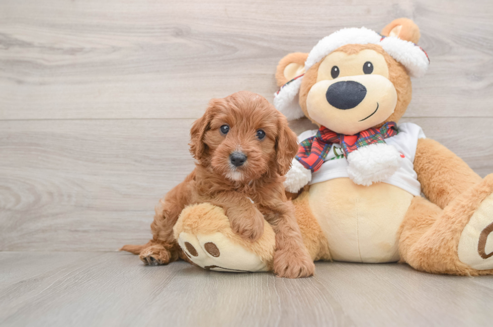 5 week old Cavapoo Puppy For Sale - Pilesgrove Pups
