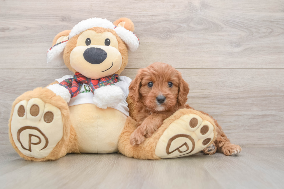 Sweet Cavapoo Baby