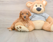 8 week old Cavapoo Puppy For Sale - Pilesgrove Pups